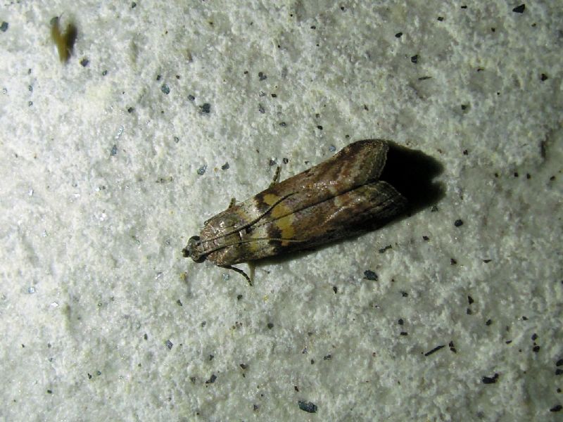 Acrobasis sodalella ? S